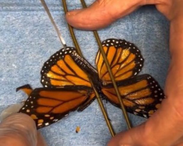 Borboleta machucada recebe transplante de asa e volta a voar Borboleta machucada recebe transplante de asa e volta a voar