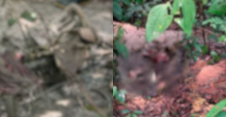 Corpo em avançado estado de decomposição é encontrado no Ramal do Pau Rosa Corpo em avançado estado de decomposição é encontrado no Ramal do Pau Rosa