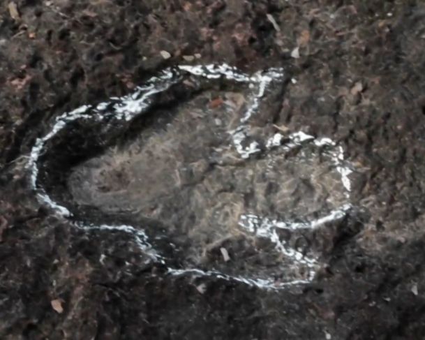 Pesquisadores encontram pegadas de dinossauros na Amazônia Pesquisadores encontram pegadas de dinossauros na Amazônia