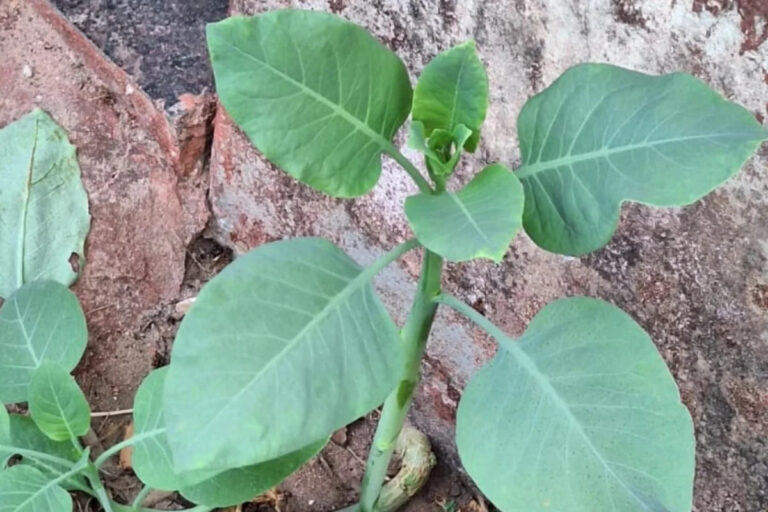 Falsa couve: 4 pessoas são internadas em estado grave após comer planta tóxica, em MG Falsa couve: 4 pessoas são internadas em estado grave após comer planta tóxica, em MG