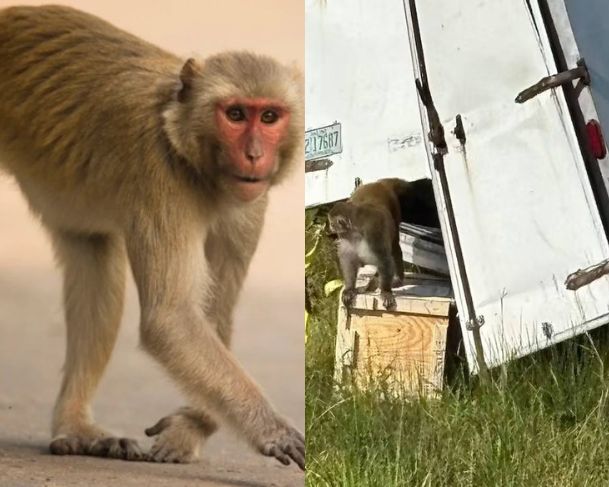 Macacos infectados escapam de laboratório após acidente nos EUA