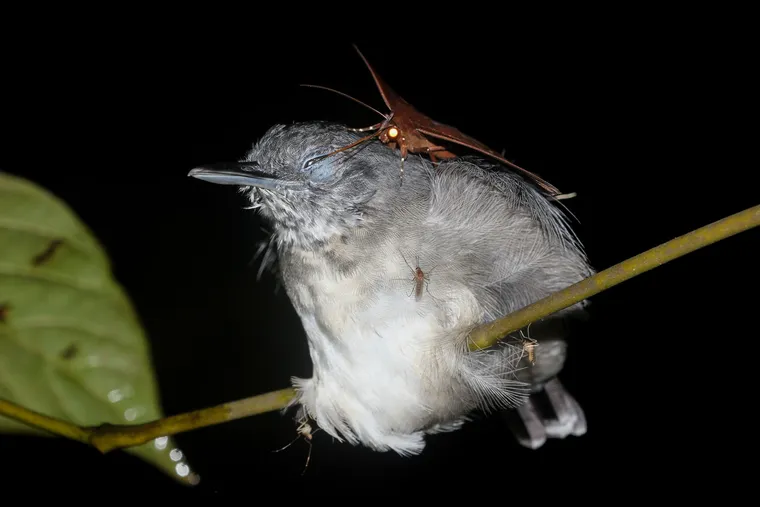 Surpreendente! Mariposa é flagrada “bebendo” lágrimas de pássaro na Amazônia Surpreendente! Mariposa é flagrada “bebendo” lágrimas de pássaro na Amazônia