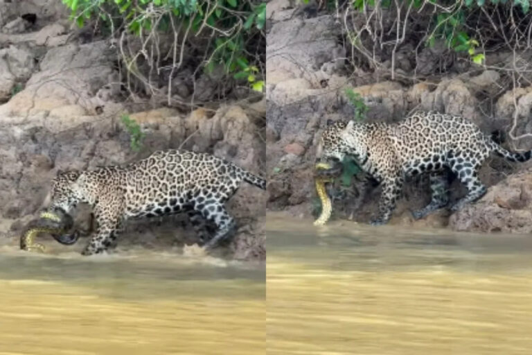 Onça é flagrada devorando uma sucuri no Pantanal Onça é flagrada devorando uma sucuri no Pantanal