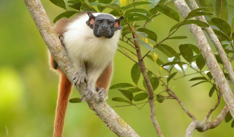 Novo estudo aponta risco real de extinção do sauim-de-coleira em Manaus Novo estudo aponta risco real de extinção do sauim-de-coleira em Manaus