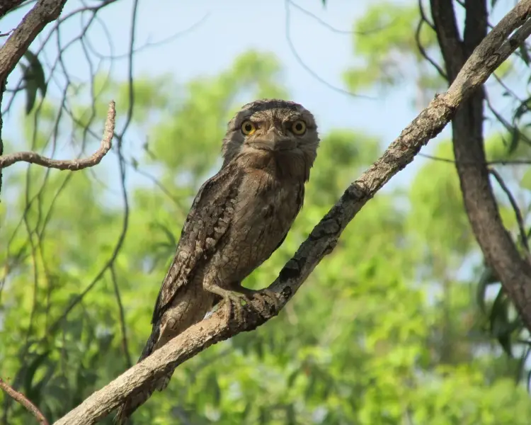 Podargus strigoides