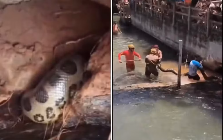 VÍDEO: Sucuri gigante é encontrada em rio de hotel no Goiás VÍDEO: Sucuri gigante é encontrada em rio de hotel no Goiás