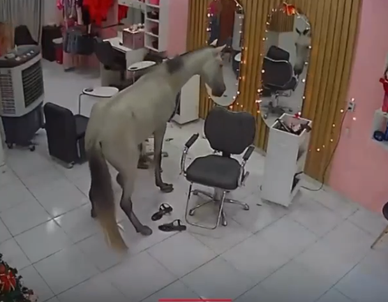 Cavalo invade salão de beleza em Teresina e “se admira” no espelho