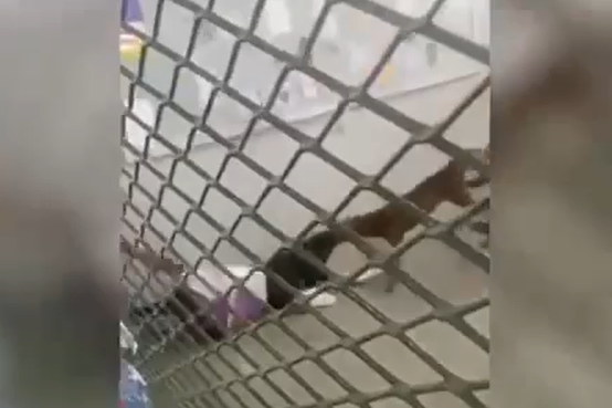 Pitbull invade escola em Belford Roxo e ataca alunos; jovem de 18 anos fica ferida