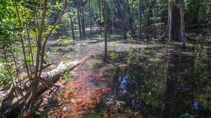 Pesquisadores identificam primeiras evidências de dinossauros na Amazônia