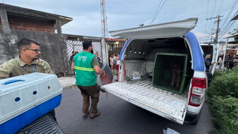 IMAGENS FORTES: Cães morrem de fome e são devorados por outros animais abandonados em Manaus