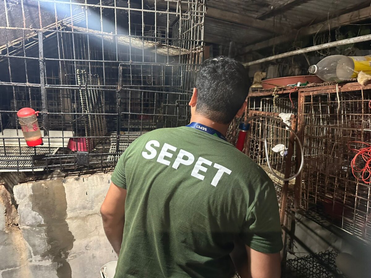 Mais de 20 animais são resgatados de canil clandestino em Manaus