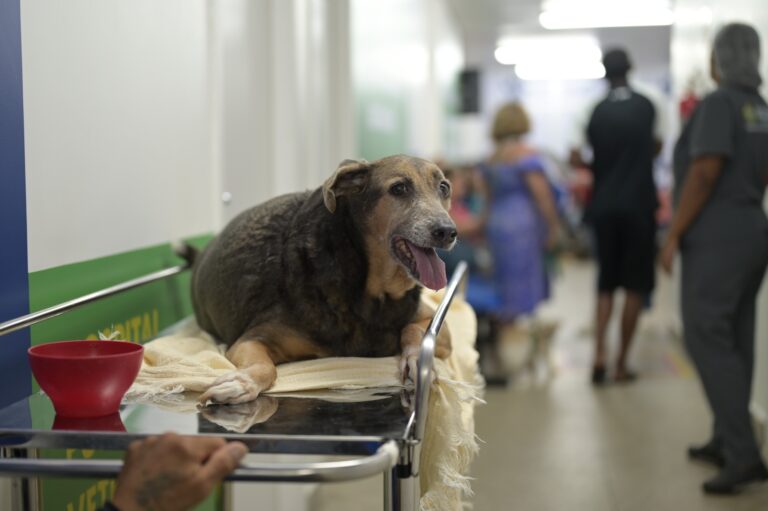 Mais de 23 mil procedimentos são realizados em um mês no Hospital Público Veterinário