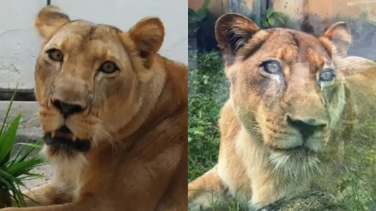 VÍDEO: Veja momento em que leoa ataca homem que invadiu jaula em zoológico na PB; animal está bem