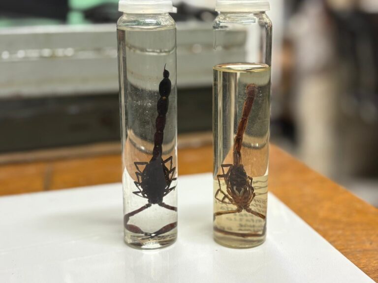 Escorpiões da Amazônia já aparecem em áreas urbanas; conheça as espécies mais comuns