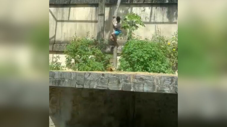 Homem invade jaula de zoológico e é morto por leoa, na Paraíba