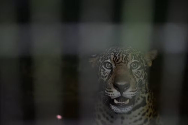 Onça-pintada que foi baleada no rio Negro é solta na natureza após reabilitação