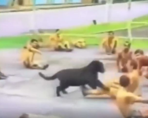 Vídeo de treinamento de soldados no CIGS com ataque de onças viraliza na internet