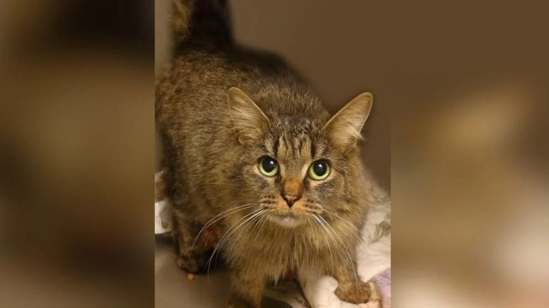 Gata é devolvida aos seus tutores após passar mais de 1 ano desaparecida por causa de furacão, nos EUA