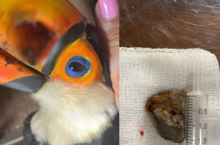 Tucano é encontrado ferido no interior de SP após ser atingido por pedra Tucano é encontrado ferido no interior de SP após ser atingido por pedra