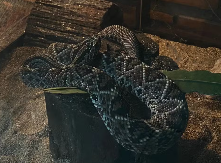 Animais peçonhentos: veja os municípios com mais casos no Amazonas