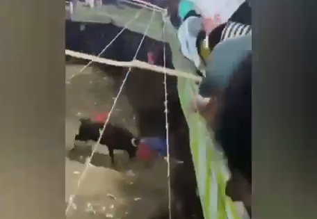 Ataque de touro deixa um morto durante festa tradicional na Colômbia