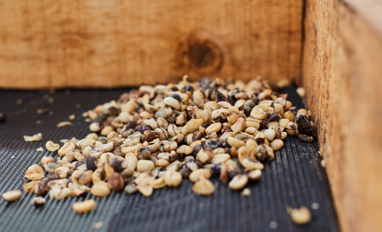 Mapa determina recolhimento de 23 lotes de café por risco à saúde