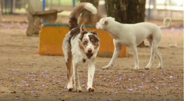 Brasil tem mais de 30 milhões de animais domesticados abandonados