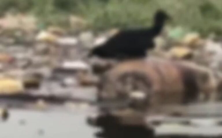 Corpo é encontrado boiando em igarapé na zona Oeste de Manaus