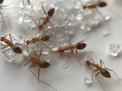 Truques caseiros ajudam a afastar formigas da cozinha