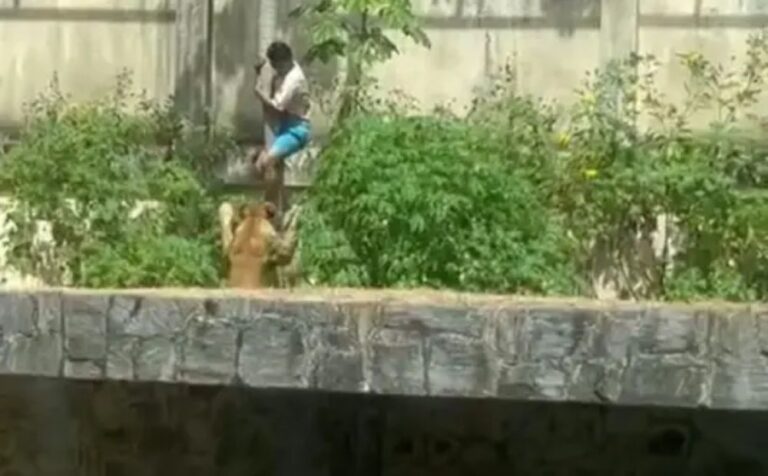 Vídeo mostra corpo de jovem morto ao invadir jaula de leoa em parque