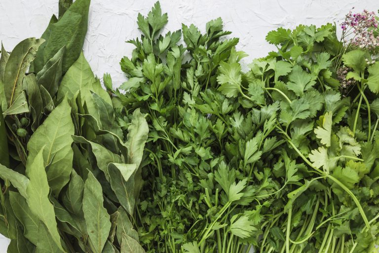 Confira quais banhos de ervas prometem renovar sua energia em 2026