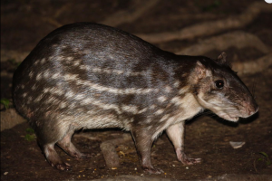 Paca, o animal mais caçado na Amazônia
