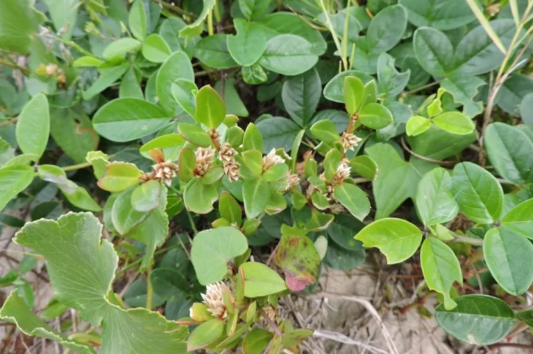 Planta tradicional do litoral brasileiro mostra efeito anti-inflamatório em estudo científico