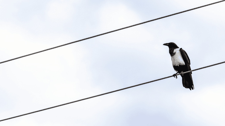 Por que os pássaros não levam choque nos fios e nós temos medo da tomada?