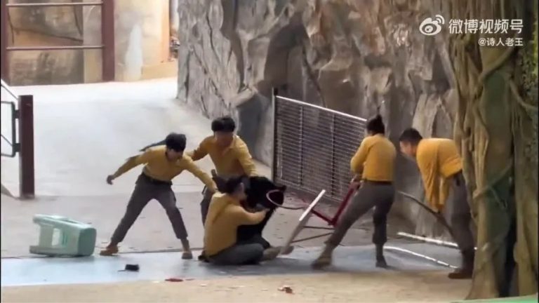 VÍDEO: Urso ataca tratador durante apresentação na China VÍDEO: Urso ataca tratador durante apresentação na China