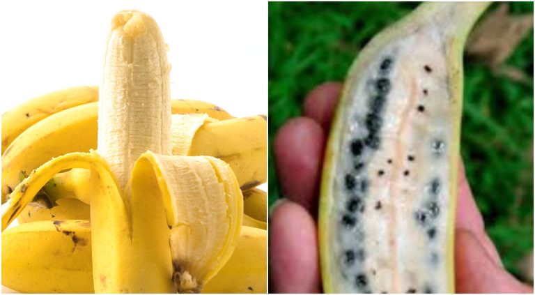 Você sabia que a banana que consumimos hoje é uma criação do ser humano e não da natureza?
