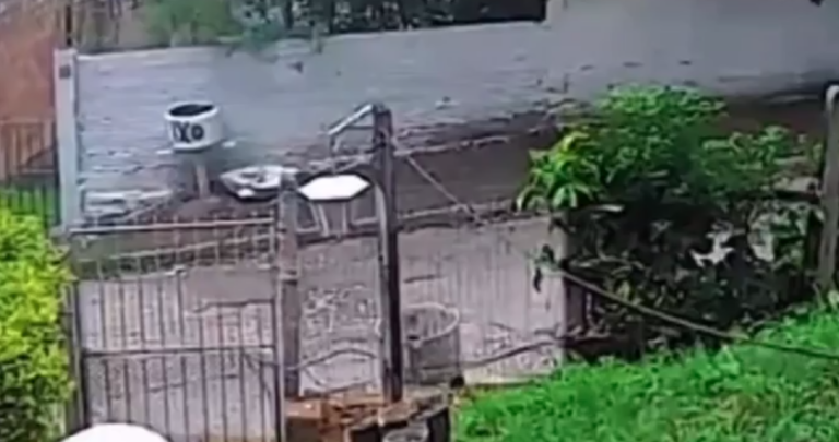 Enxame de abelhas ataca família e cachorro no RS