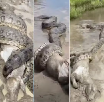 Sucuri é flagrada “abraçando” bezerro em córrego no interior do MT