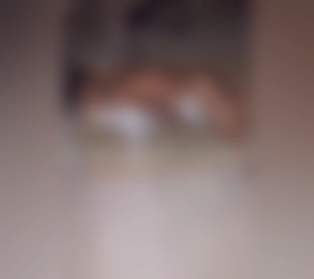 Vizinhos denunciam homem por abuso sexual contra cadela no Maranhão