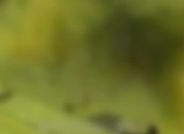 Jovem morre ao manusear artefato explosivo em tentativa de extorsão no Peru