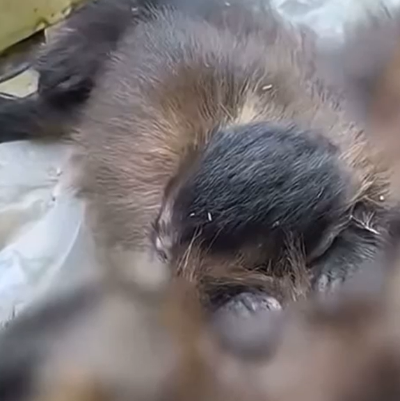 Macaco-prego fêmea morre atropelada em rodovia e filhote se recusa a deixar o corpo da mãe no ES