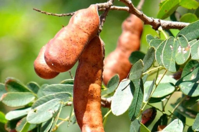 Planta amazônica é base de pesquisa para tratamento de pé diabético no SUS