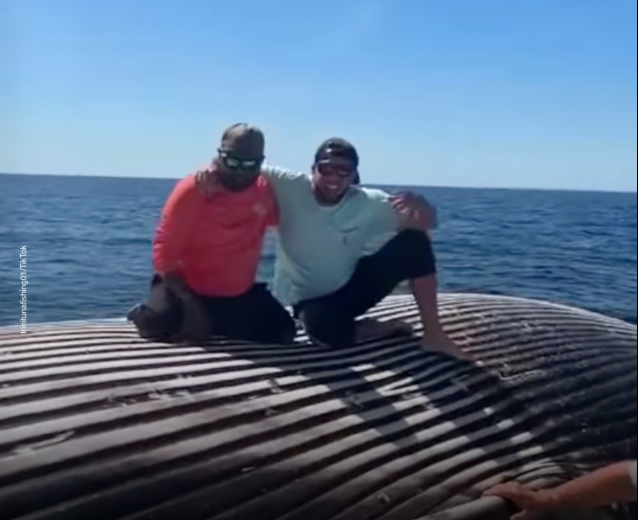 VÍDEO: Pescadores bêbados sobem em baleia morta nos EUA