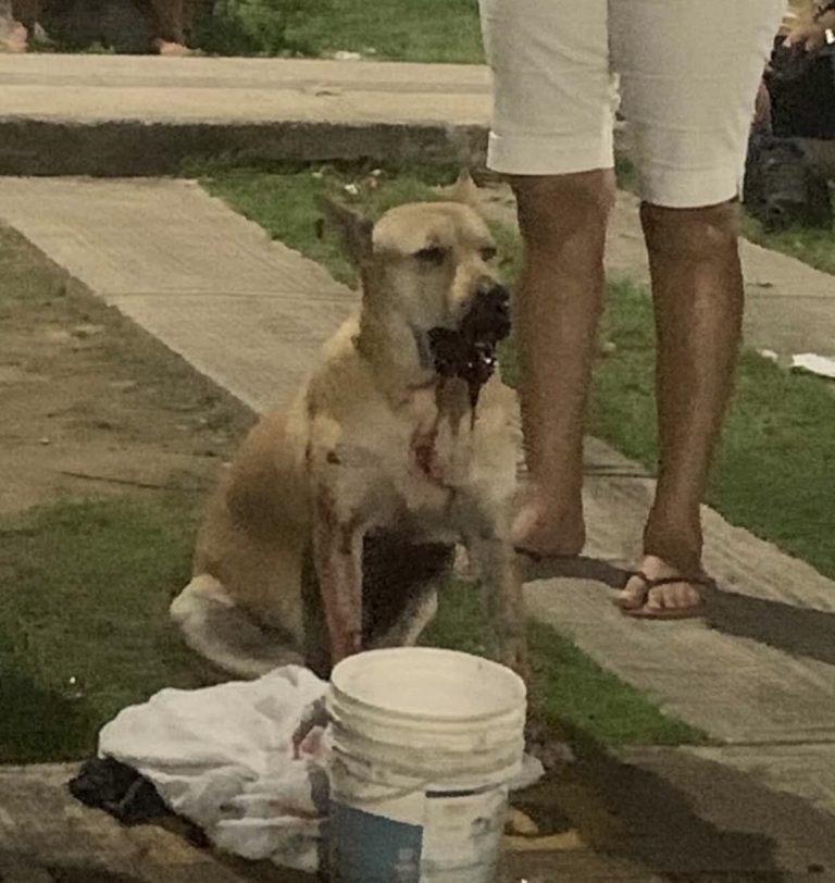 IMAGEM FORTE: Cadela tem boca mutilada por catolé durante Réveillon em Manaus