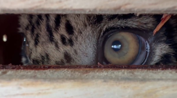 Quase 900 animais silvestres foram resgatados no AM em 2025