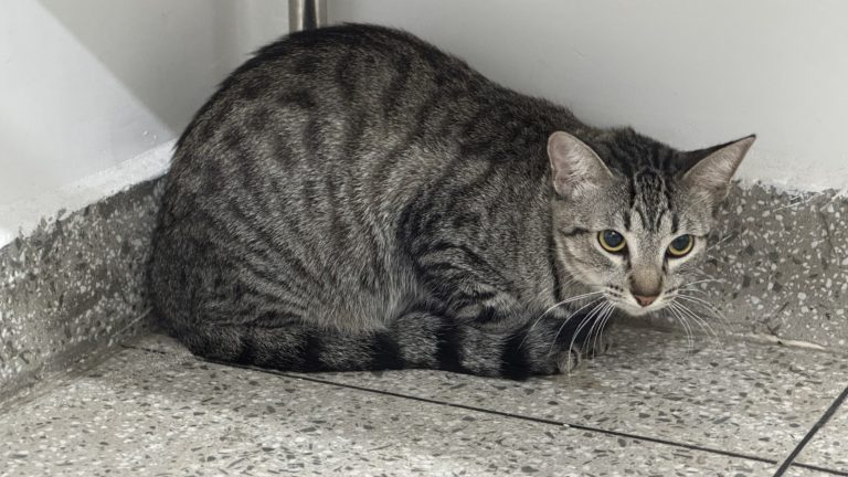 Gata é resgatada após ser espancada por homem em Manaus