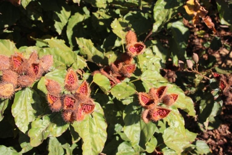 Muito além do tempero: urucum tem propriedades medicinais pouco conhecidas