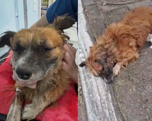 Cachorro é resgatado após ser enterrado vivo no RS