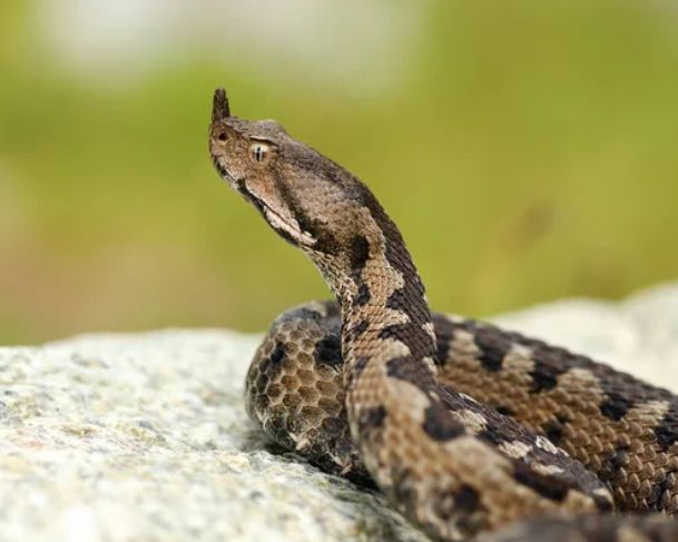 Homem perde dedo após ser picado por cobra de estimação venenosa
