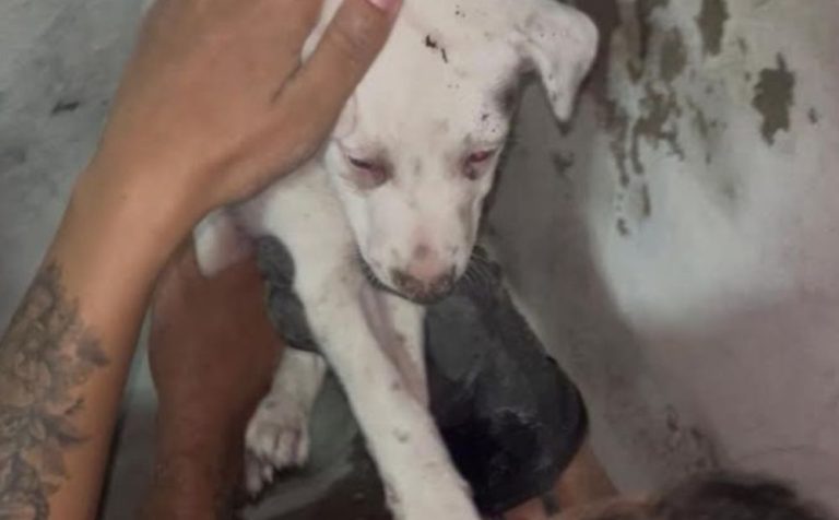 Bombeiros resgatam filhote preso entre paredes no bairro Coroado